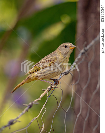 Saffron Finch Bird 85535544