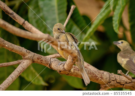 Palm Tanager Bird 85535545