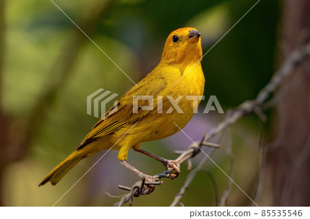 Saffron Finch Bird 85535546