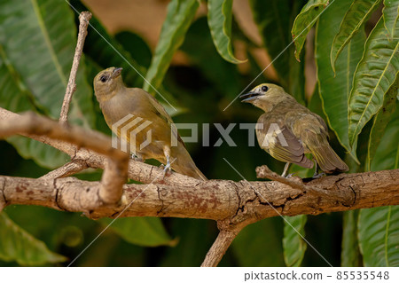 Palm Tanager Bird 85535548