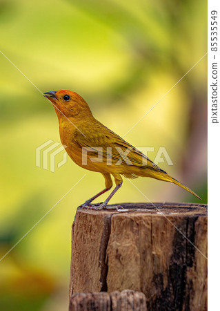 Saffron Finch Bird 85535549