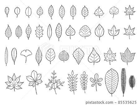Various leaves (brush drawing) Various leaves (brush drawing) 85535625