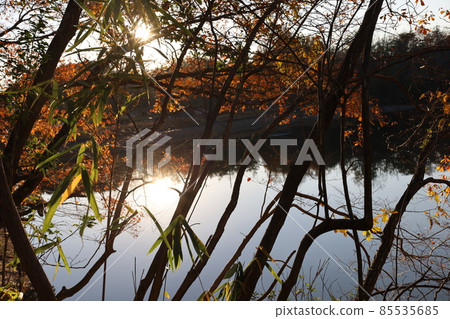 Shine of the pond Shine of the pond 85535685