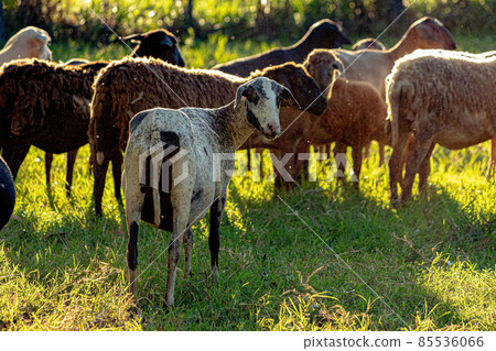 Animal raised adult sheep 85536066