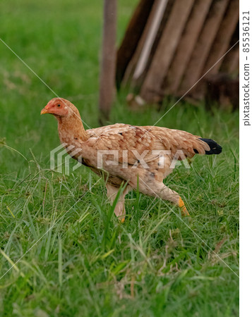 domestic animal chicken 85536121