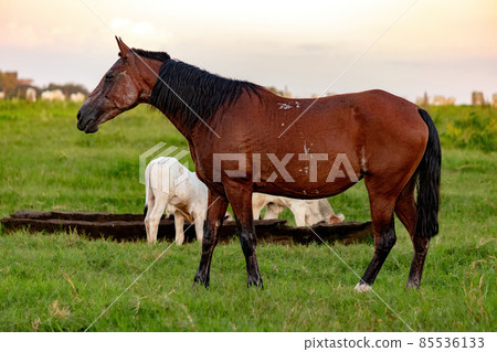 Horse resting in a pasture area 85536133