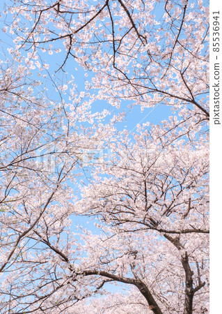 Cherry tree in full bloom Cherry tree in full bloom 85536941