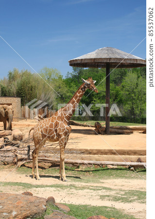 Giraffes in Wildlife Park With Blue Sky Giraffes in Wildlife Park With Blue Sky 85537062