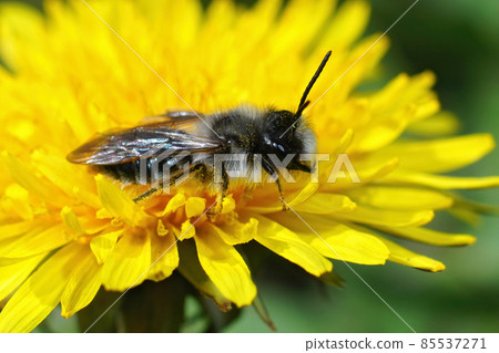Closeup of the male of the grey-backed mining bee, Andrena vaga on a yellow flower of dandelion , Taraxacum officinale 85537271