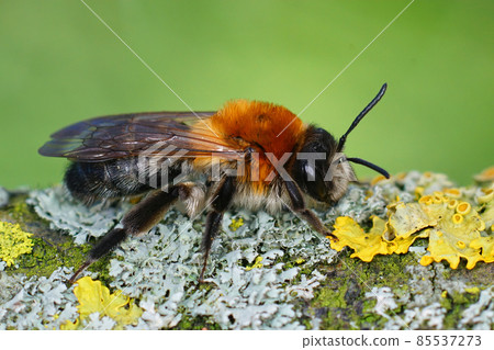 Closeup of the colorful female of the Grey-patched Mining Bee, Andrena nitida 85537273