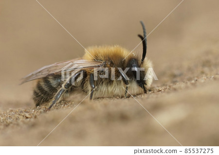 Closeup of a male vernal colletes or spring mining bee, Colletes cunicularius posed on the soil Closeup of a male vernal colletes or spring mining bee, Colletes cunicularius posed on the soil 85537275