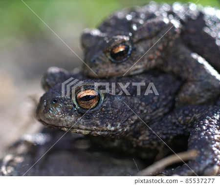Closeup of a couple of the European common toad , Bufo bufo, in amplexus in the garden. 85537277