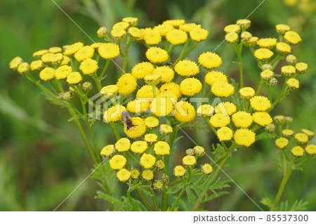 Yellow common dagwort , Tanacetum vulgare, flowers with a visiting bee 85537300