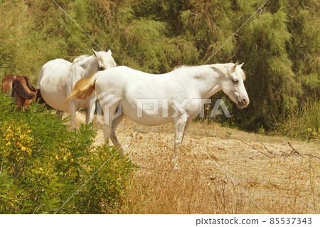 Two grey-white adult female of one of the ancient Camargue horses race, out in the prairie Two grey-white adult female of one of the ancient Camargue horses race, out in the prairie 85537343