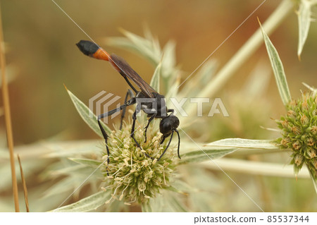 Closeup of a large , red and black Ammophila wasp sipping nectar from Eryngium campestre thistle 85537344