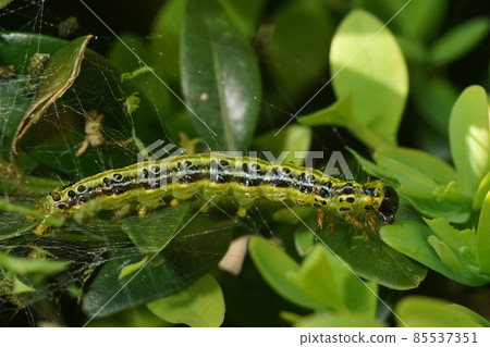 Caterpillar of Cydalima perspectalis or the box tree moth became a pest in European gardens lately Caterpillar of Cydalima perspectalis or the box tree moth became a pest in European gardens lately 85537351