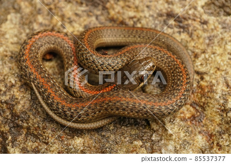 Closeup of a very small juvenile, Northwestern Gartersnake , Thamnophis ordinoides in North California 85537377
