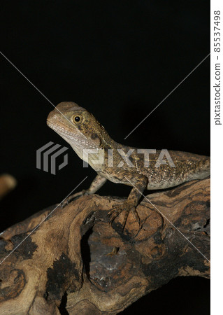Closeup of an Australian water dragon Intellagama lesueurii on a tree Closeup of an Australian water dragon Intellagama lesueurii on a tree 85537498