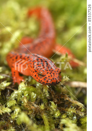 Closeup on the colorful , attractive Blue Ridge Red Salamander, Pseudotriton ruber on green moss 85537526