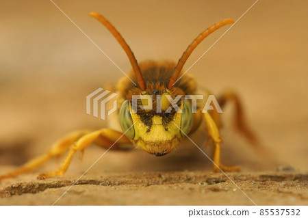 Frontal closeup on a yellow male of the kleptoparasite Lathbury's Nomad bee, Nomada lathburiana, male 85537532