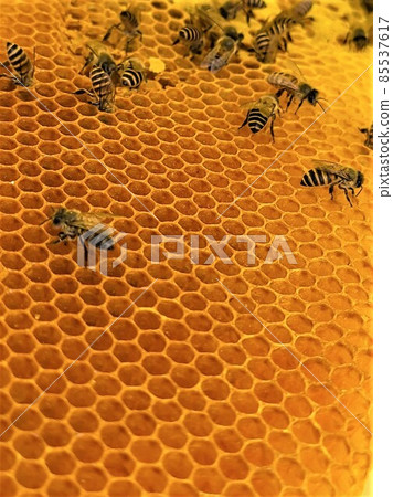 巢蜂蜜和蜜蜂材料背景 巢蜂蜜和蜜蜂材料背景 85537617
