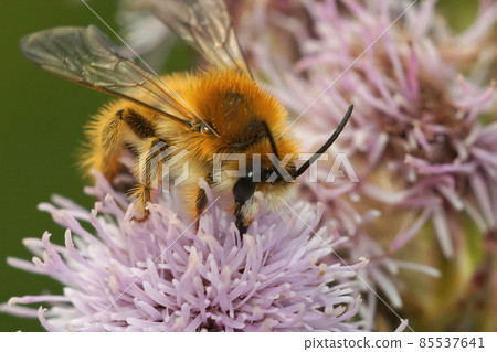 Closeup of a male Pantaloon bee, Dasypoda hirtipes, on a purple thistle flower 85537641