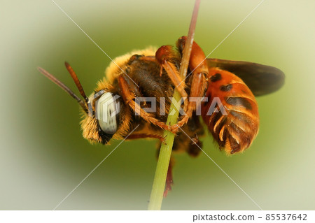The quite colorful Epeoloides coecutiens is very rare cleptoparasite bee The quite colorful Epeoloides coecutiens is very rare cleptoparasite bee 85537642
