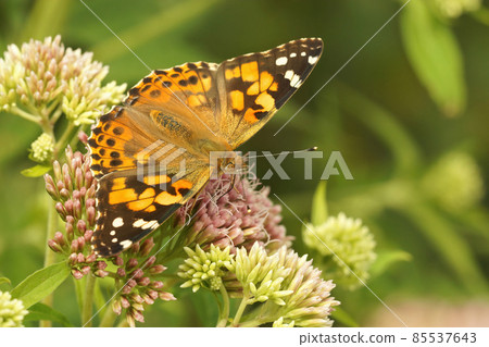 Closeup on a Painted lady butterfly, Vanessa cardui, with open wings on Eupatorium cannabinum Closeup on a Painted lady butterfly, Vanessa cardui, with open wings on Eupatorium cannabinum 85537643