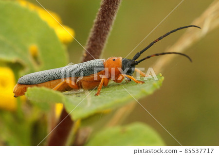 Closeup on a colorful orange longhorn beetle, Oberea oculata, sitting on Salix caprea 85537717