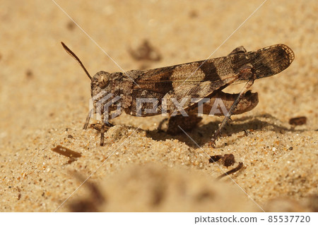 Closeup on the blue-winged grasshopper, Oedipoda caerulescens at the Belgian coast Closeup on the blue-winged grasshopper, Oedipoda caerulescens at the Belgian coast 85537720