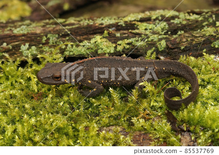 Closeup on a terrestrial female Chinese warty newt, Paramesotriton chinensis sitting on green moss Closeup on a terrestrial female Chinese warty newt, Paramesotriton chinensis sitting on green moss 85537769