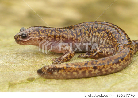 Close up of a Hida salamander, Hynobius kimurae on a rock. 85537770
