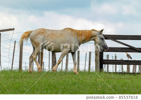 Horse resting in a pasture area Horse resting in a pasture area 85537818