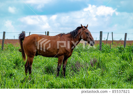 Horse resting in a pasture area 85537821