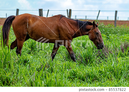 Horse resting in a pasture area 85537822