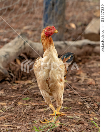 domestic animal chicken 85537829