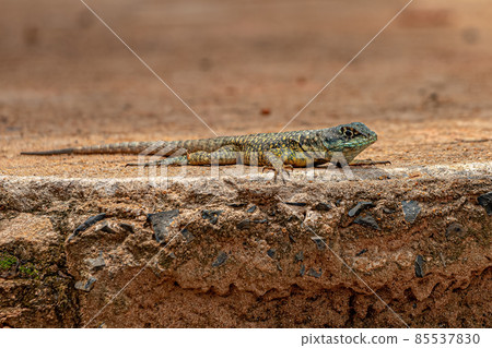 Small ground lizard 85537830