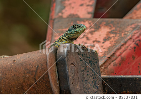 Small ground lizard 85537831