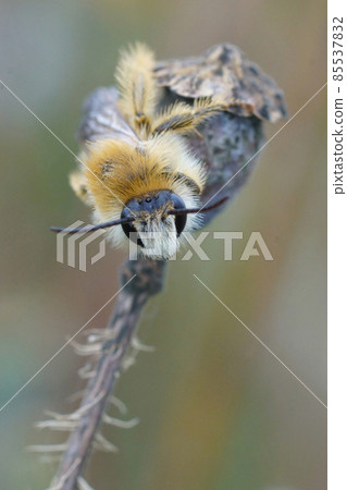 Close up of a male pantaloon bee or hairy-legged mining bee, Dasypoda hirtipes 85537832