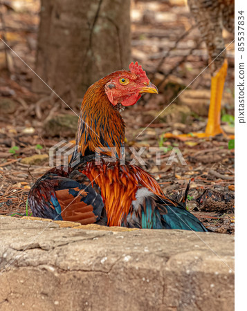 domestic animal chicken 85537834