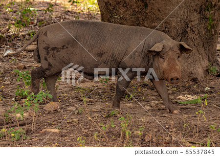 Pig raised in an outdoor pigsty Pig raised in an outdoor pigsty 85537845