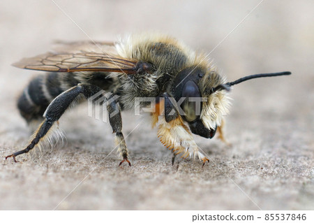 Close up of hte male of Willughby's leaf-cutter bee, Megachile willughbiella 85537846