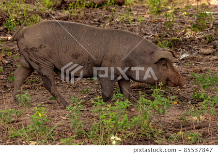 Pig raised in an outdoor pigsty Pig raised in an outdoor pigsty 85537847