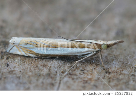 Detailed closeup of the common micro moth Inlaid Grass-veneer, Crambus pascuella on a piece of wood Detailed closeup of the common micro moth Inlaid Grass-veneer, Crambus pascuella on a piece of wood 85537852