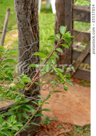 Rose Cactus Plant 85537854