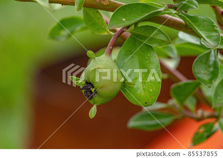 Rose Cactus Plant Rose Cactus Plant 85537855