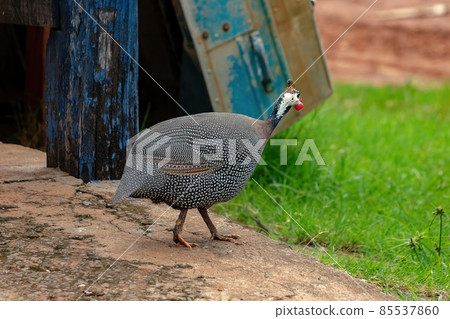 Helmeted Guineafowl Bird Helmeted Guineafowl Bird 85537860