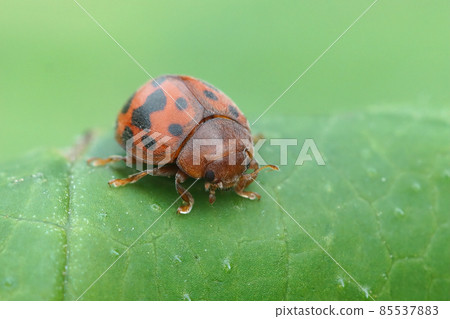 Close up of the colorful 24-spot ladybird, Subcoccinella vigintiquatuorpunctata on a green leaf 85537883