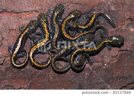 Closeup on a group of juvenile Ambystoma macrodactylum , Longtoed salamander on a piece of wood Closeup on a group of juvenile Ambystoma macrodactylum , Longtoed salamander on a piece of wood 85537889