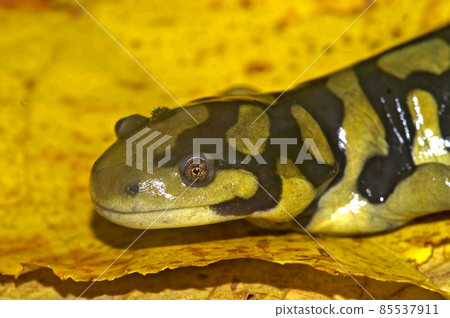 Ambystoma mavortium - Barred tiger salamander 85537911